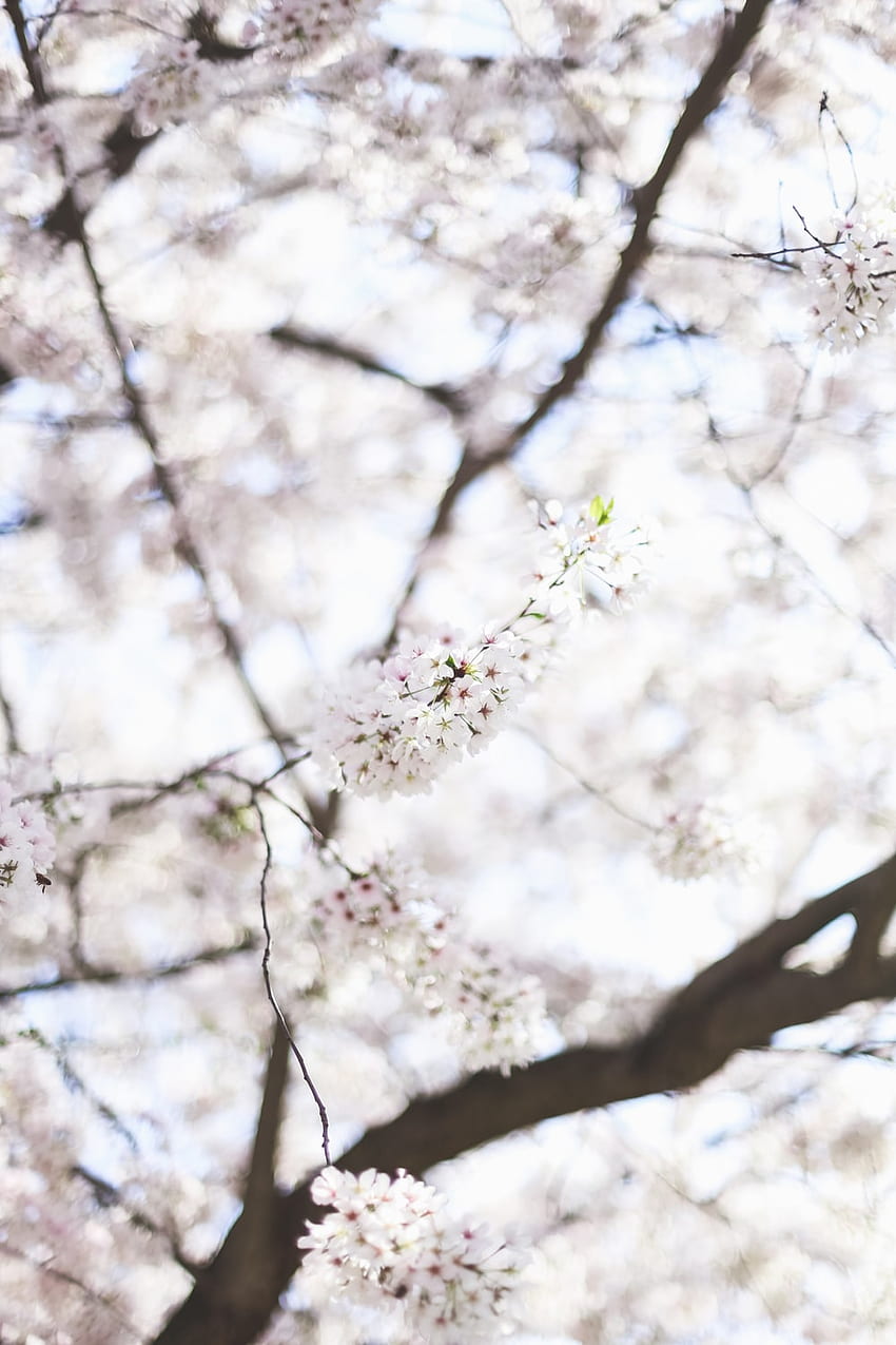 850x1275 White cherry blossom tree during daytime