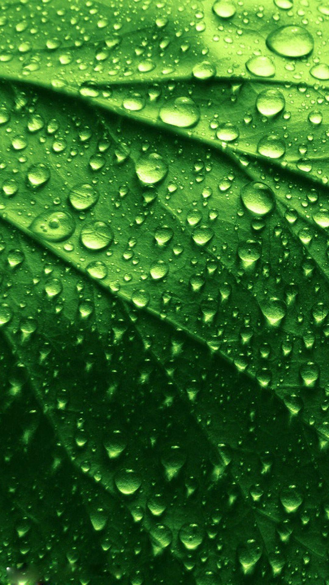 1080x1920 Free download HD green leaves and water drops iphone 6 plus