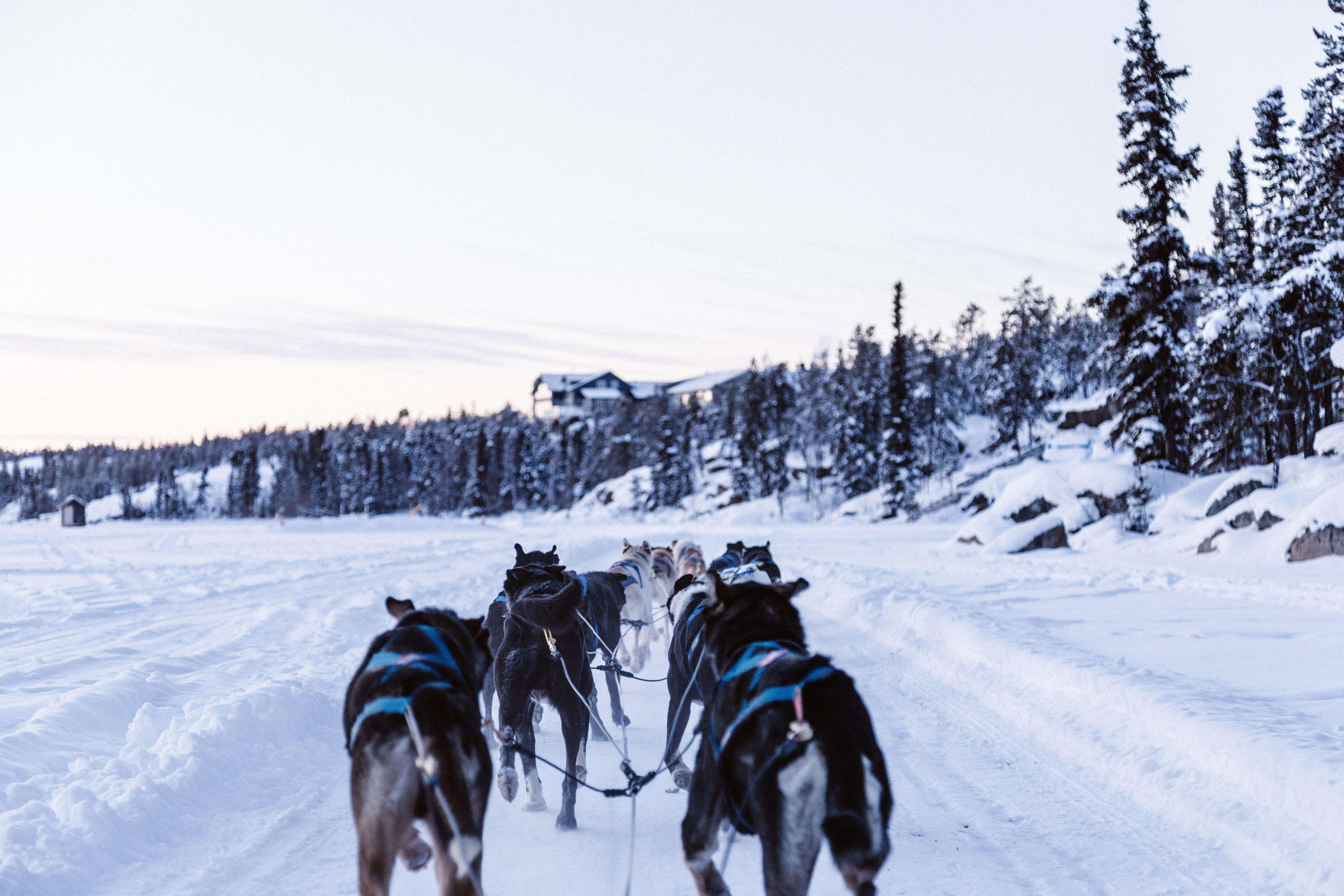 5472x3648 Dog Sledding Picture. Download Free Image
