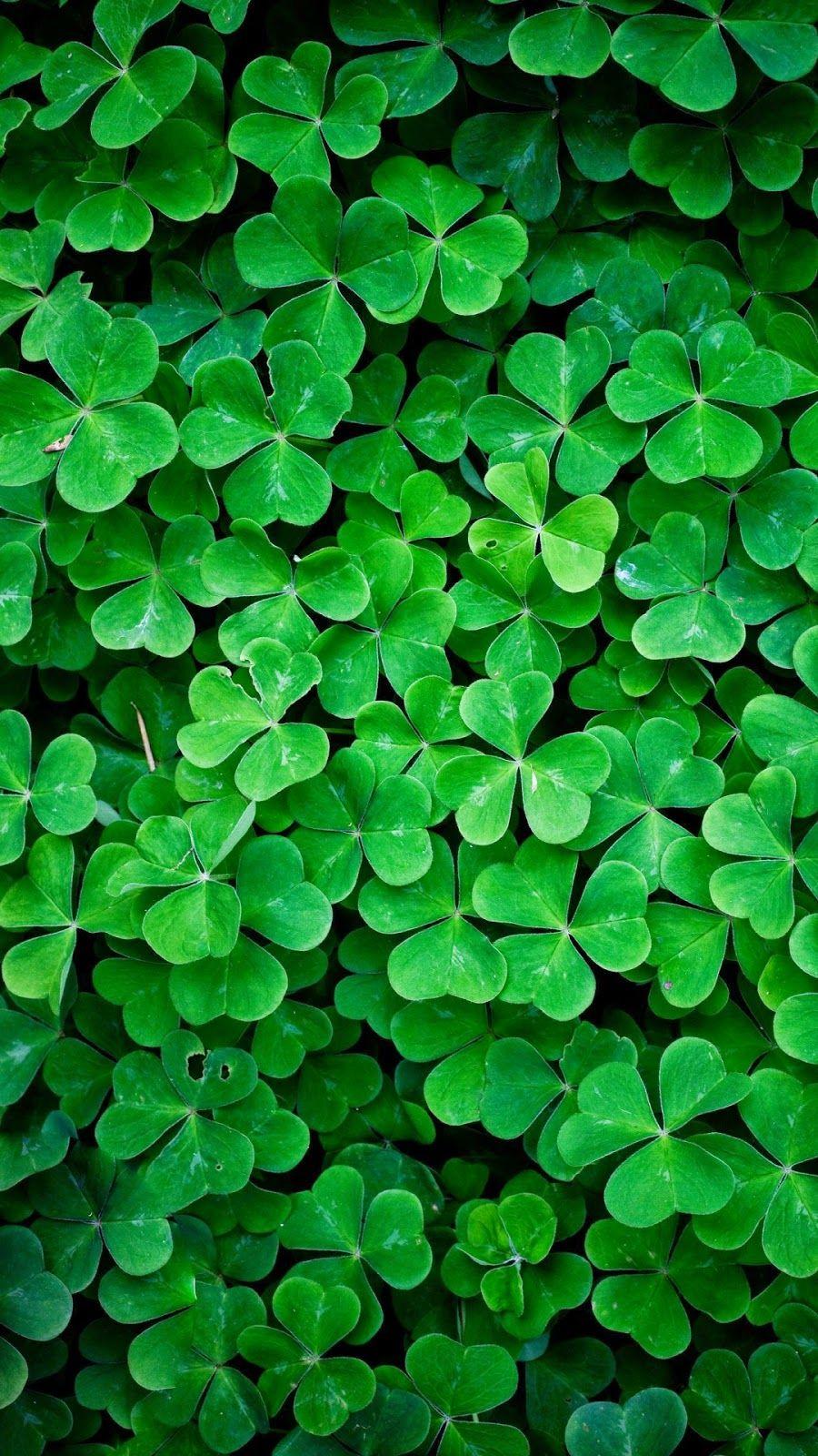 900x1600 Green Nature HD Retina Wallpaper iPhone 6 Plus Leaf Clover