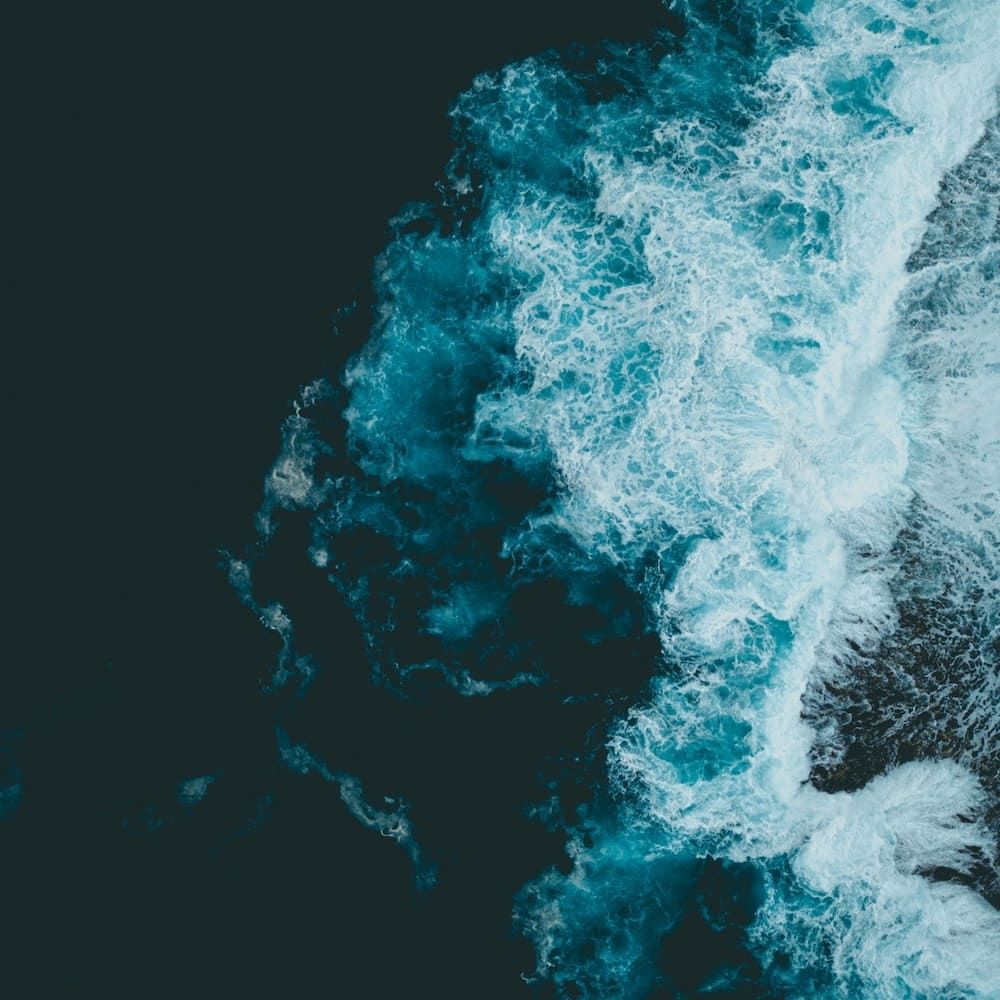 1000x1000 Playlist Breakdown: “Kelp Forest”