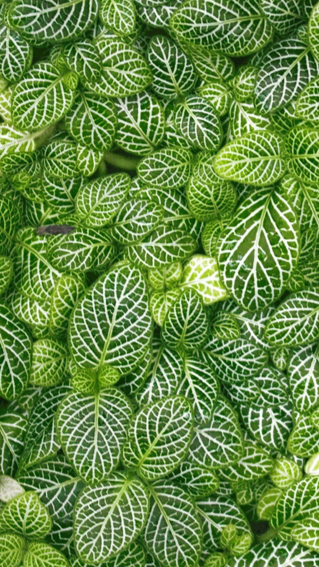 1080x1920 Green. iPhone 6 Plus Wallpaper HD