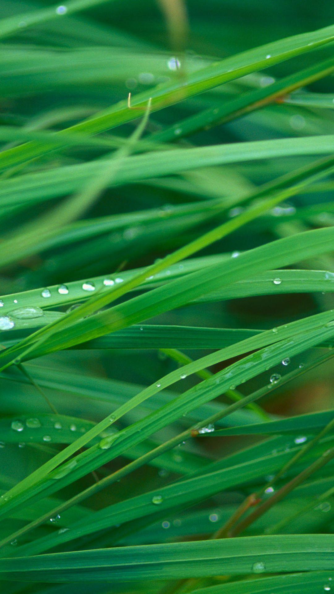 1080x1920 Green Dew Grass Leaf iPhone 8 Wallpaper Free Download