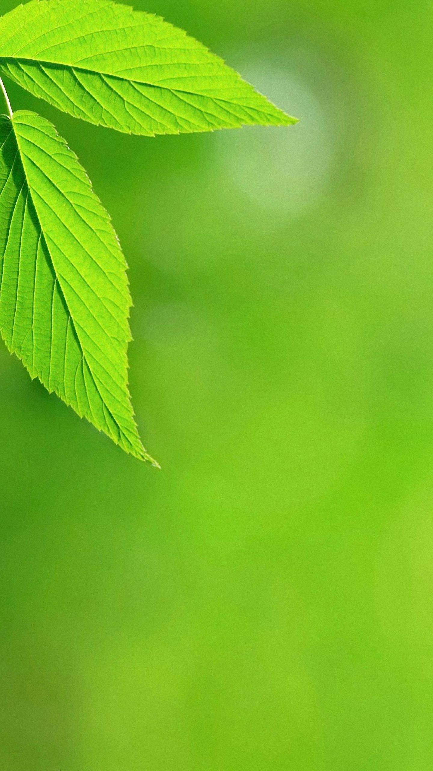 1440x2560 Free download plant green leaves iPhone 6s Plus wallpaper HD