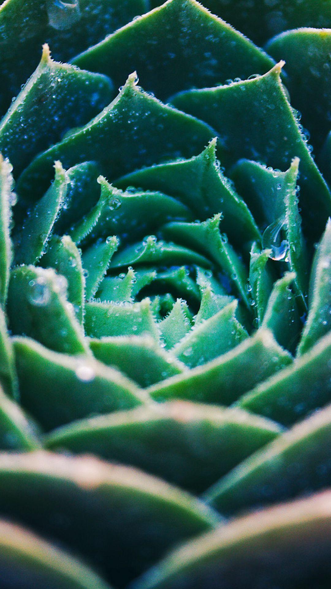 1080x1920 Green Echeveria Blooming Closeup iPhone 8 Wallpaper Free Download