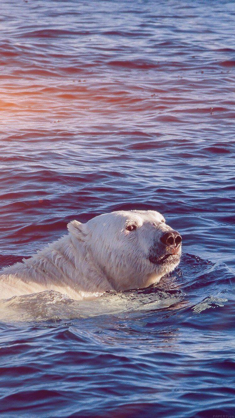 750x1334 DONT WATCH ME SWIM POLAR BEAR SEA ANIMAL FLARE WALLPAPER HD IPHONE