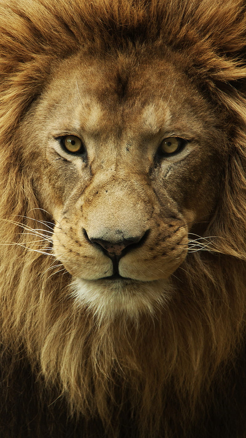 800x1422 HD lion close up wallpaper