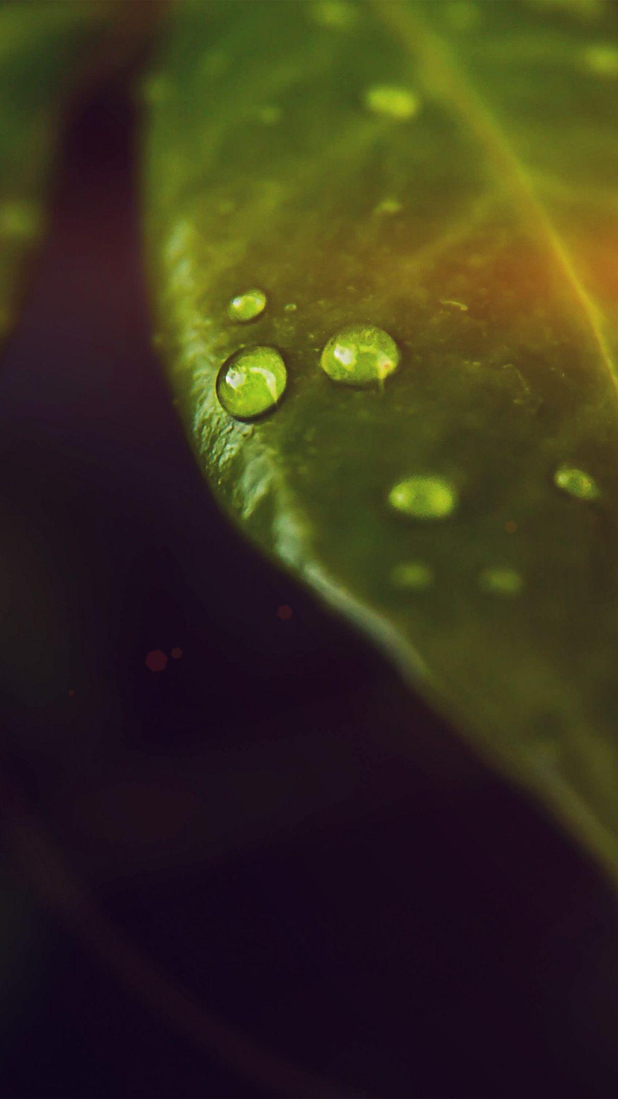 1242x2208 iPhone 6 wallpaper. leaf rain drop green