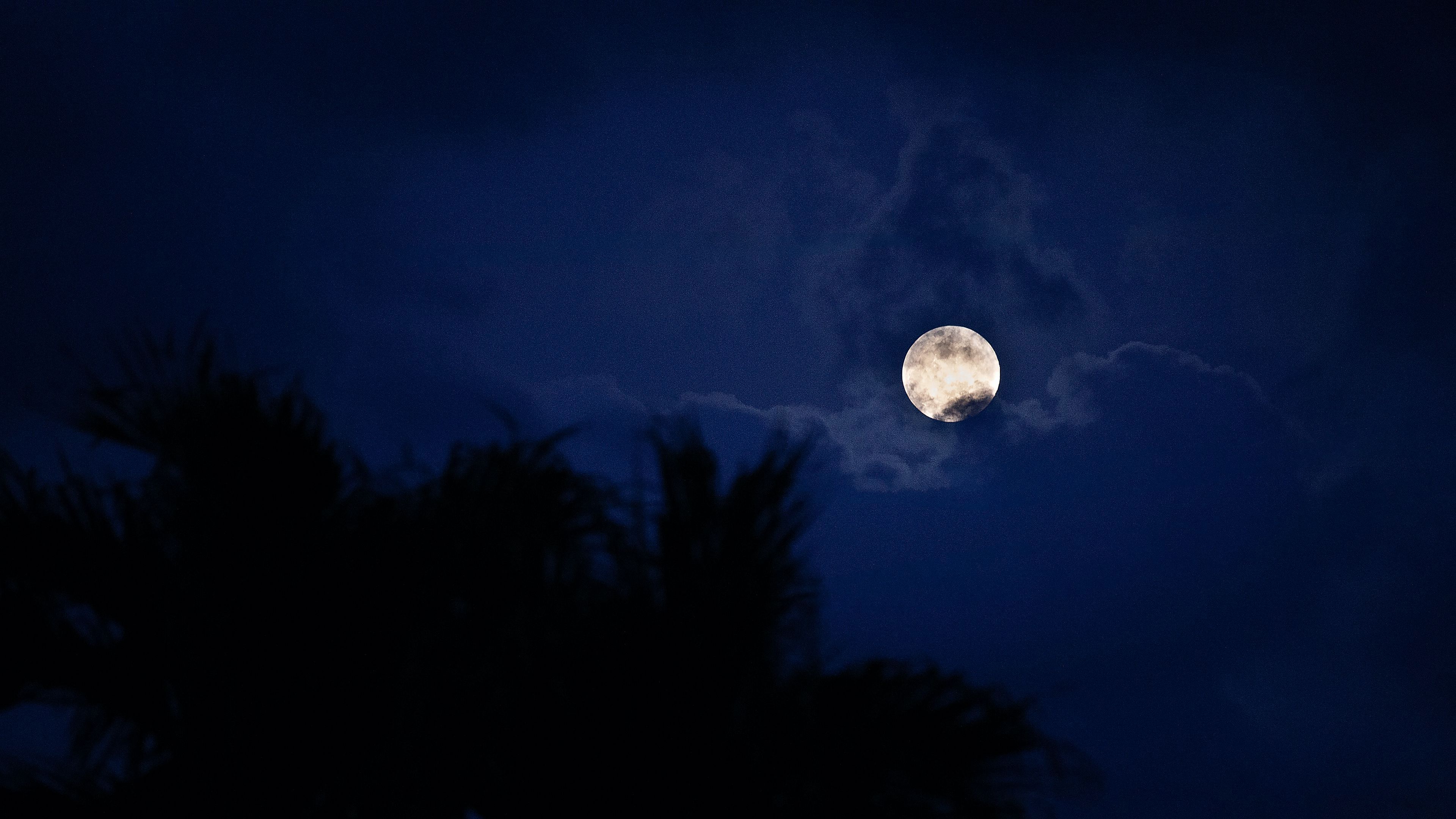 3840x2160 Moon Night Palm Trees 4K HD Moon Wallpaper