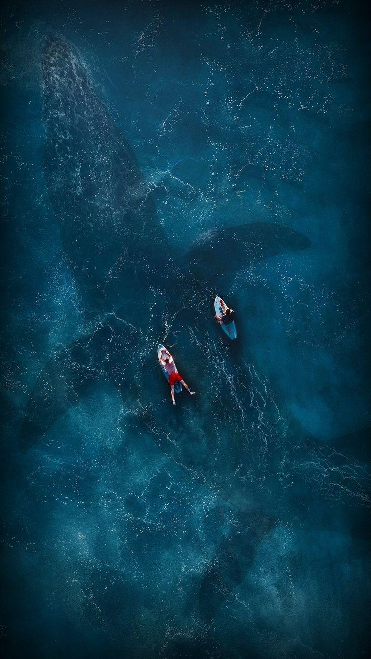 Freediving Wallpapers - Top Free Freediving Backgrounds - WallpaperAccess