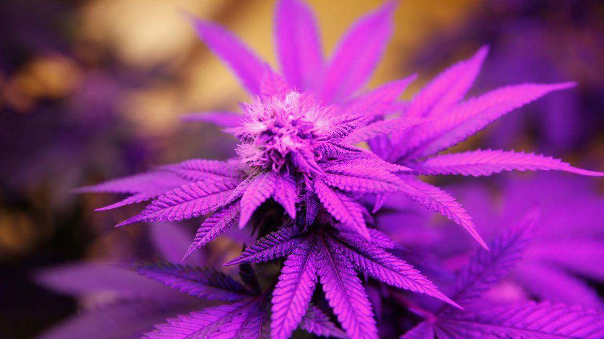 1244x700 Marijuana weed 420 drugs wallpaperx1125