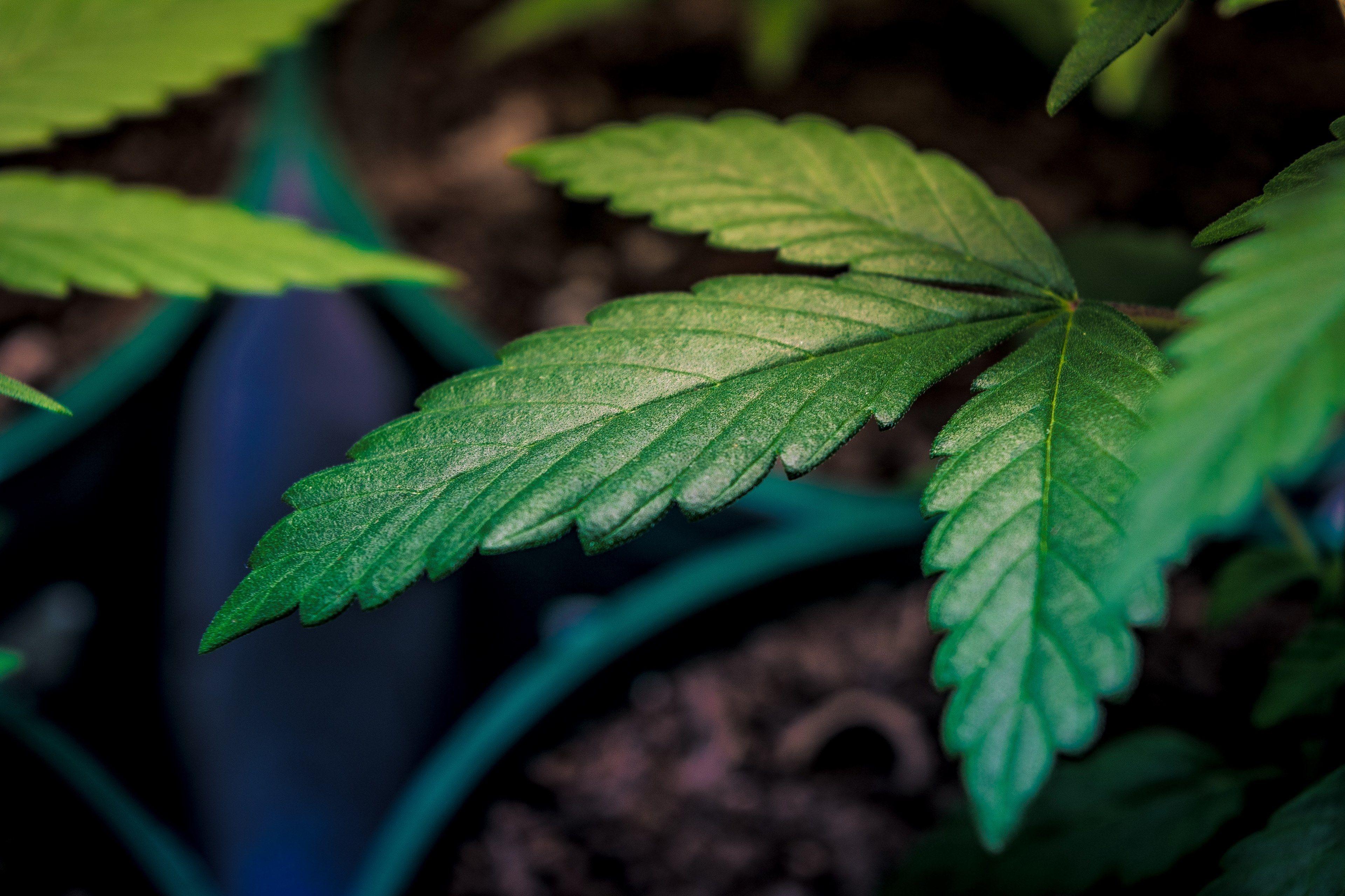 3840x2560 marihuana cannabi and weed HD 4k wallpaper and background