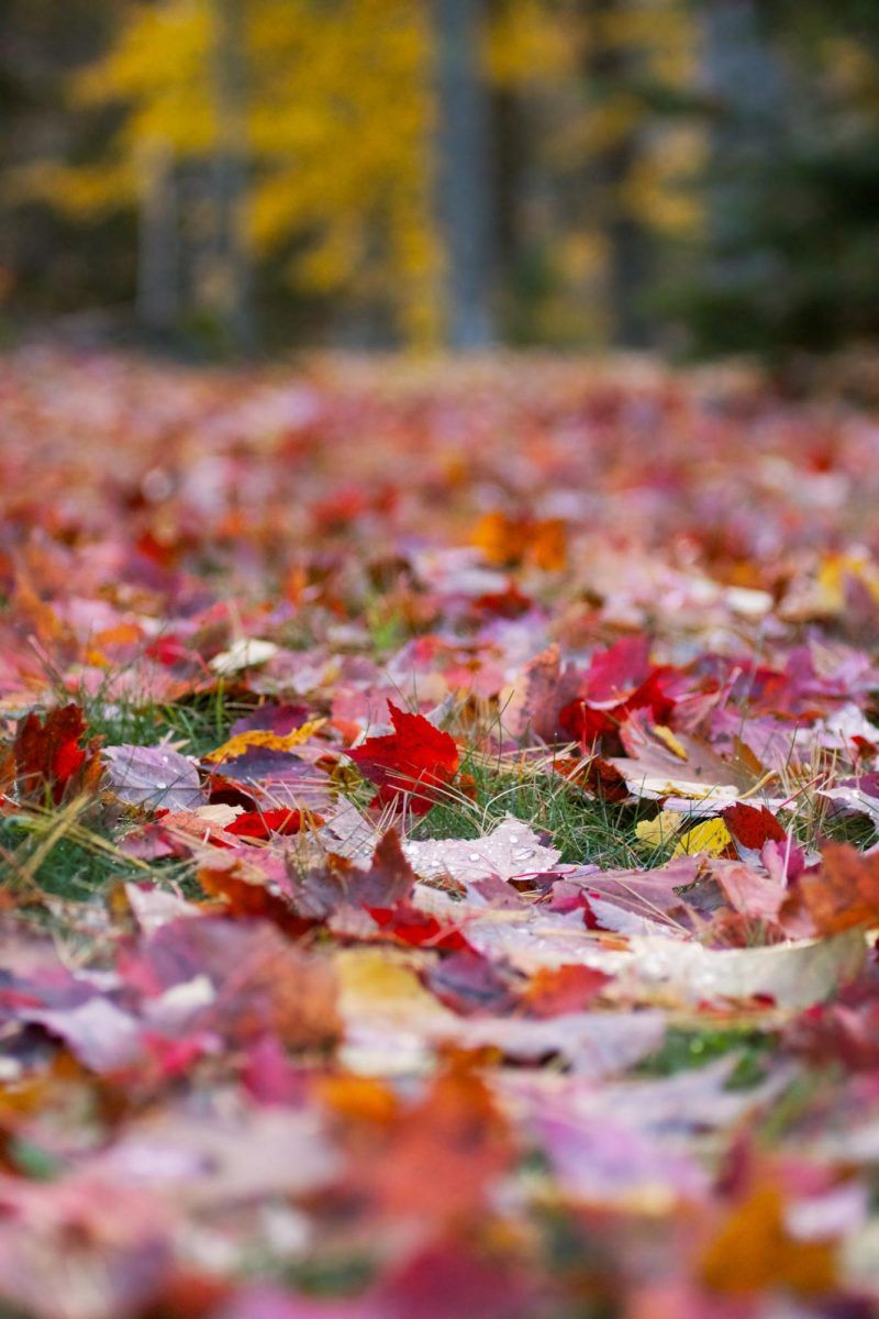 800x1200 Turning Madison into Stars Hollow: How to live like Rory Gilmore this fall
