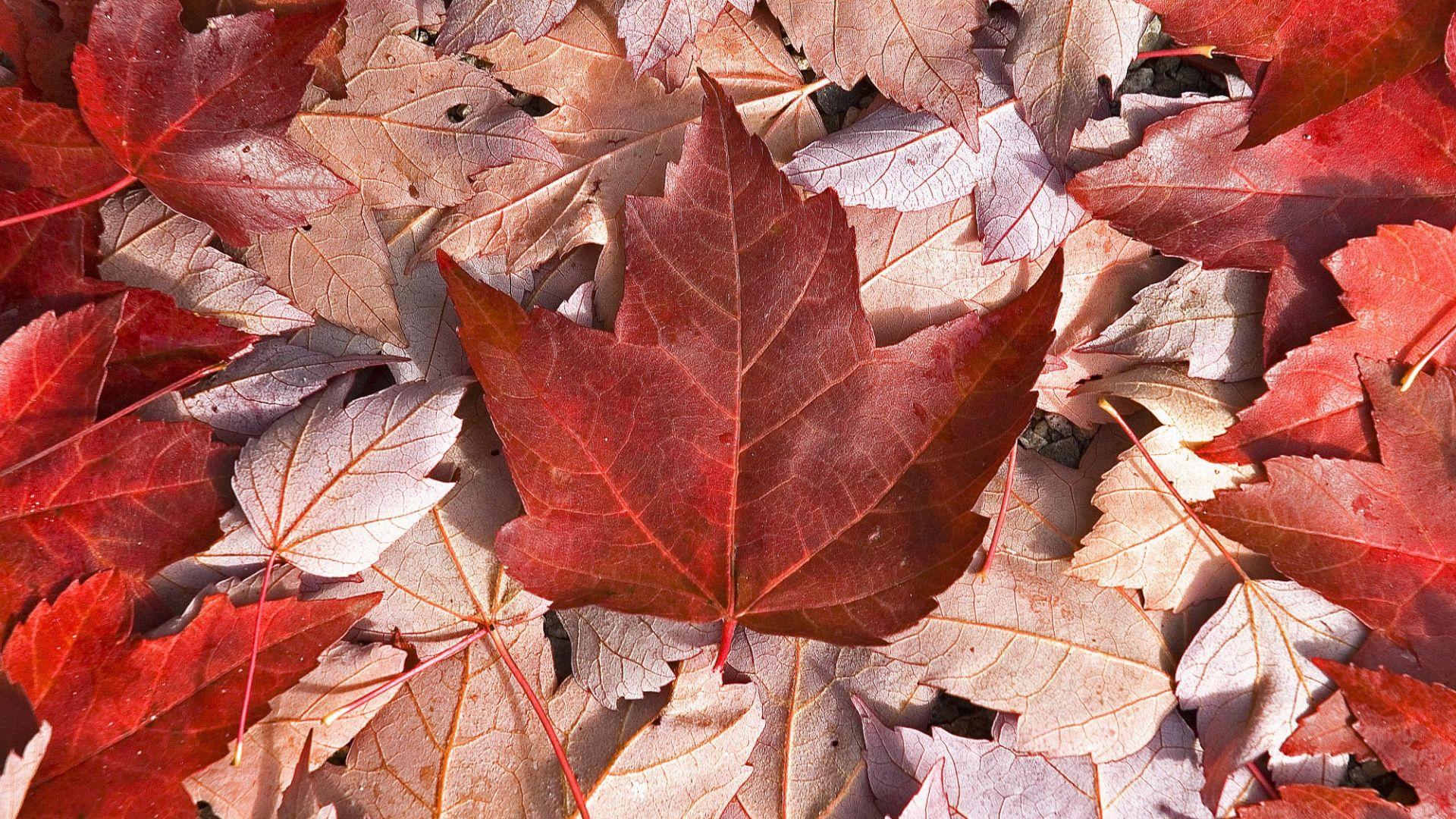 1920x1080 Wallpaper: Canada Flag Wallpaper. Canada Flag Wallpaper