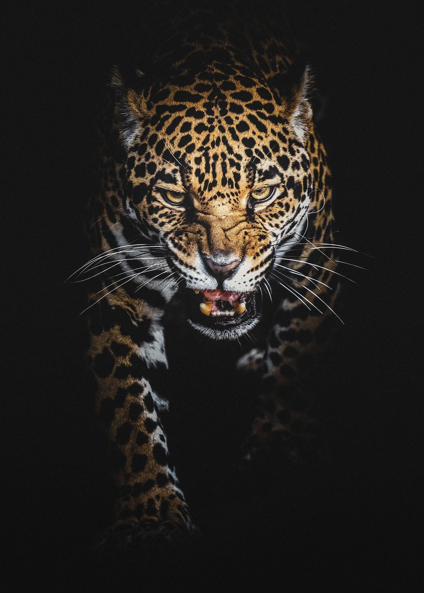 1463x2048 The Jaguar. Jaguar animal, Animals, Big cats