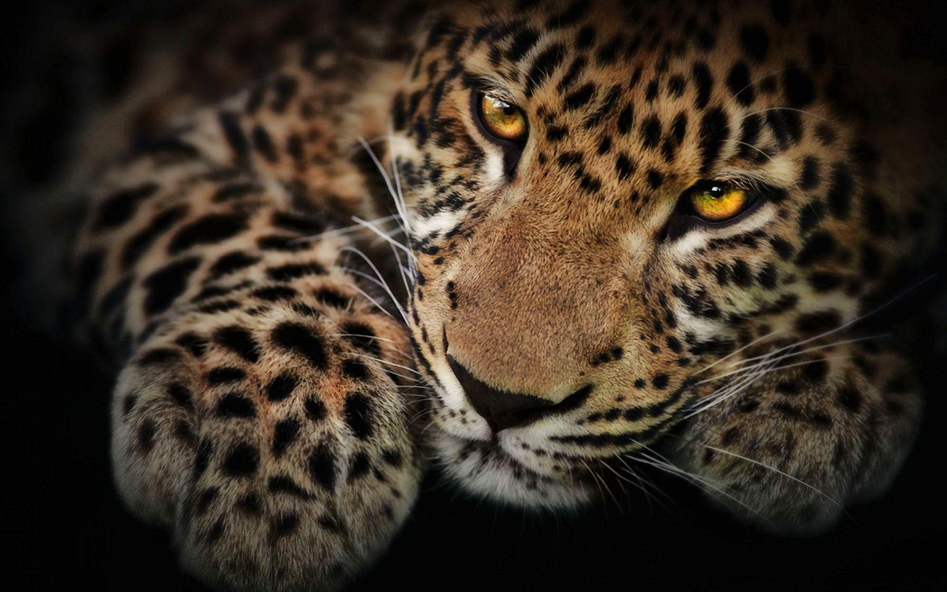 Cool Jaguar Wallpapers - Top Free Cool Jaguar Backgrounds - WallpaperAccess