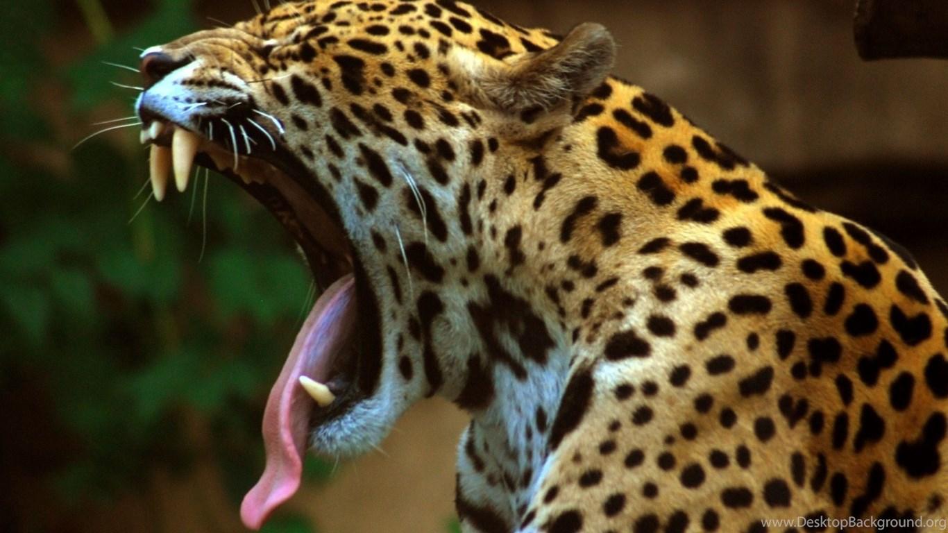 1366x768 Download Animal Jaguar Wallpaper 1680x1260 Desktop Background