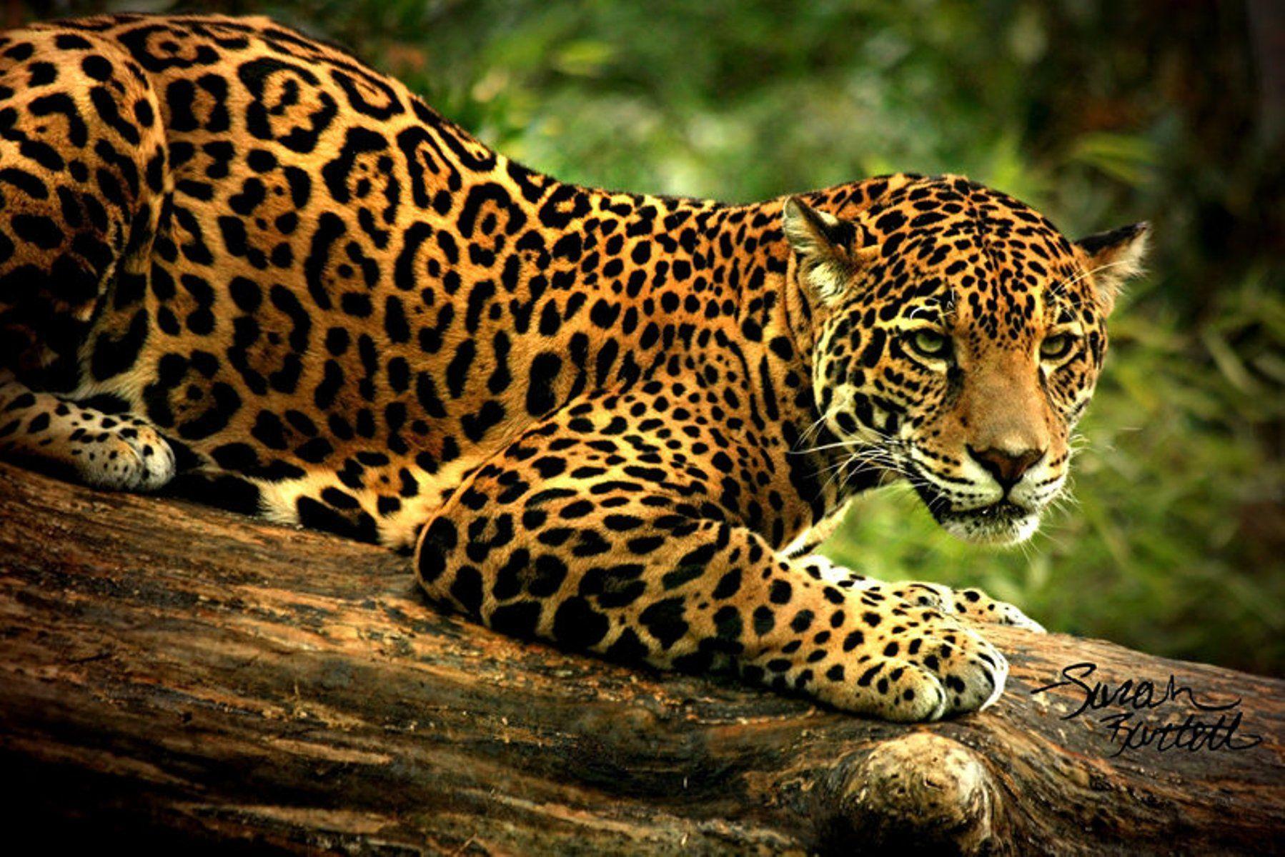 Cool Jaguar Wallpapers - Top Free Cool Jaguar Backgrounds - WallpaperAccess