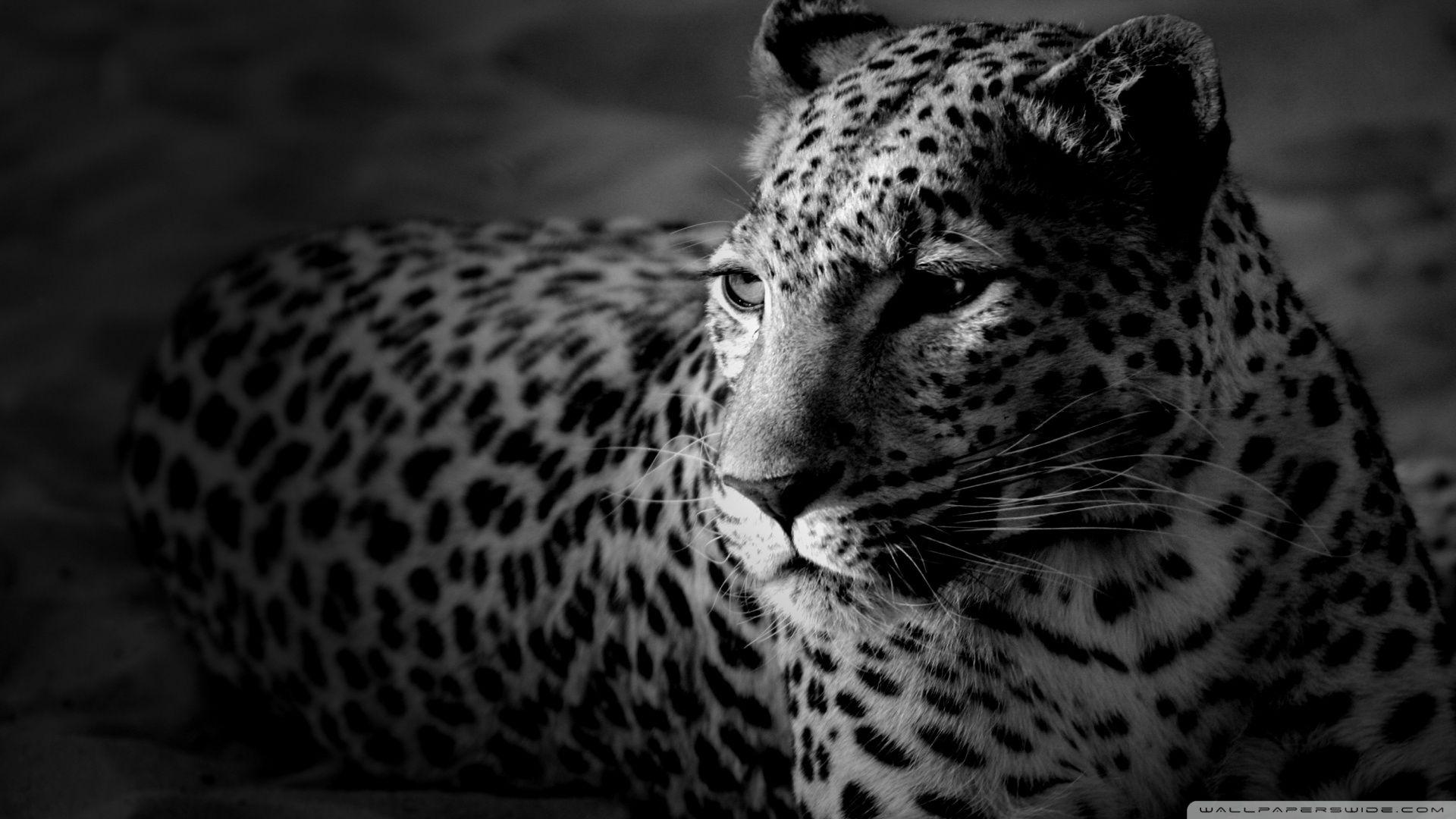 1920x1080 Black And White Jaguar Ultra HD Desktop Background Wallpaper