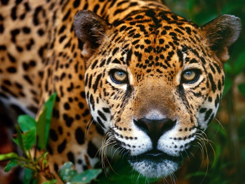 1024x768 Jaguar Wallpaper Animal