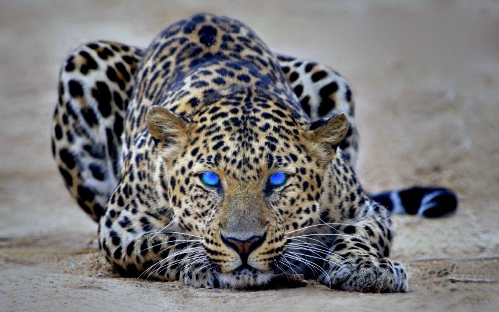 1600x1000 Jaguar Eyes Best Wallpaper 19347