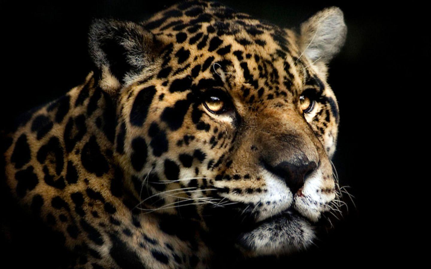 1440x900 Cool Jaguars Background Superb Jaguars Wallpaper