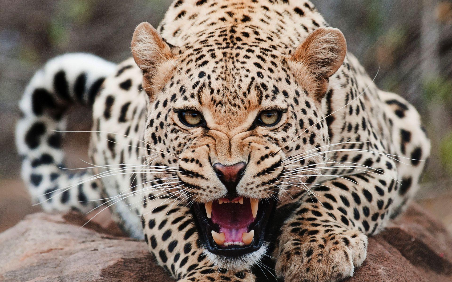 1920x1200 HD Jaguar 4k Wallpaper