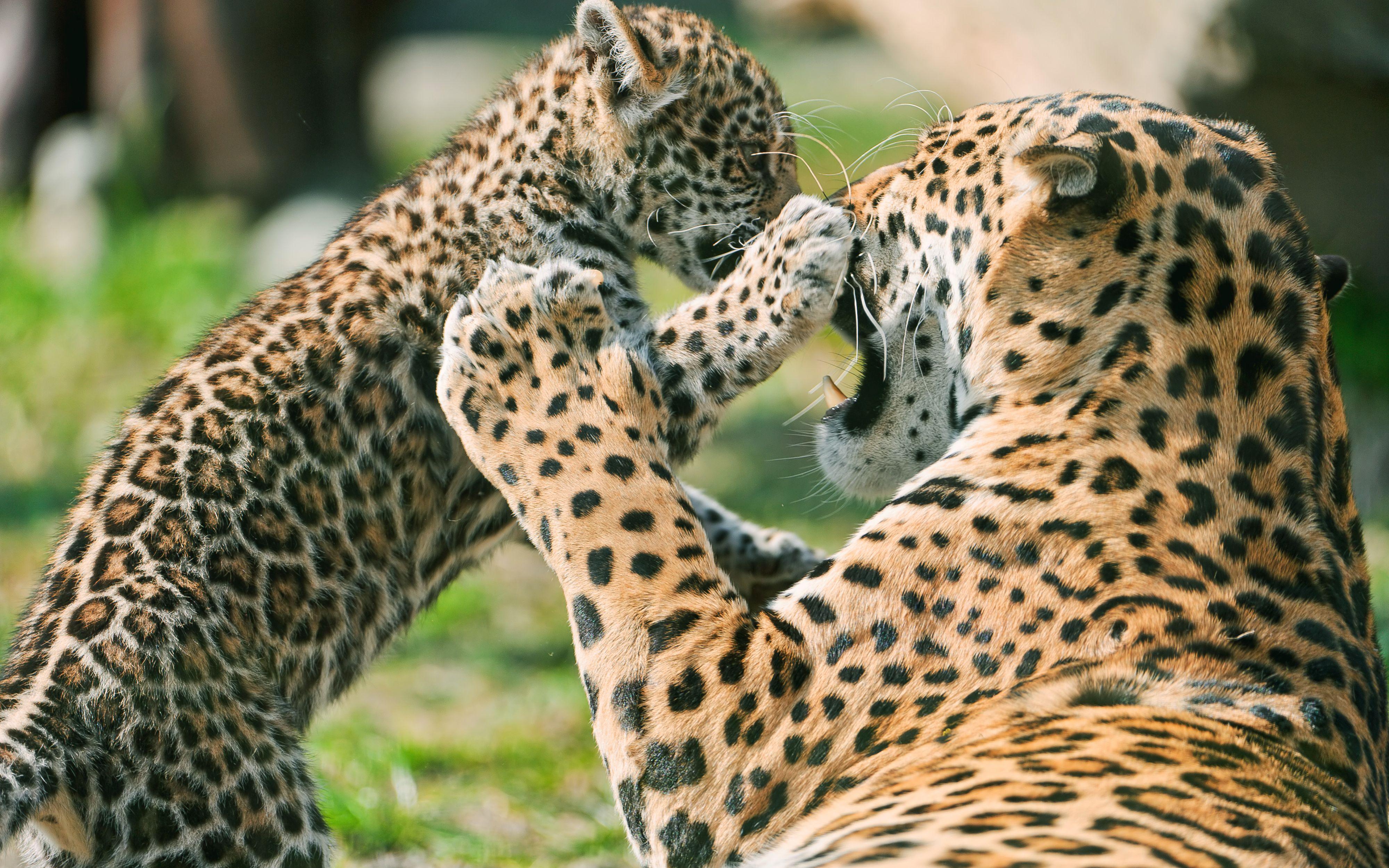 4000x2500 of jaguar 4K wallpaper for your desktop or mobile screen