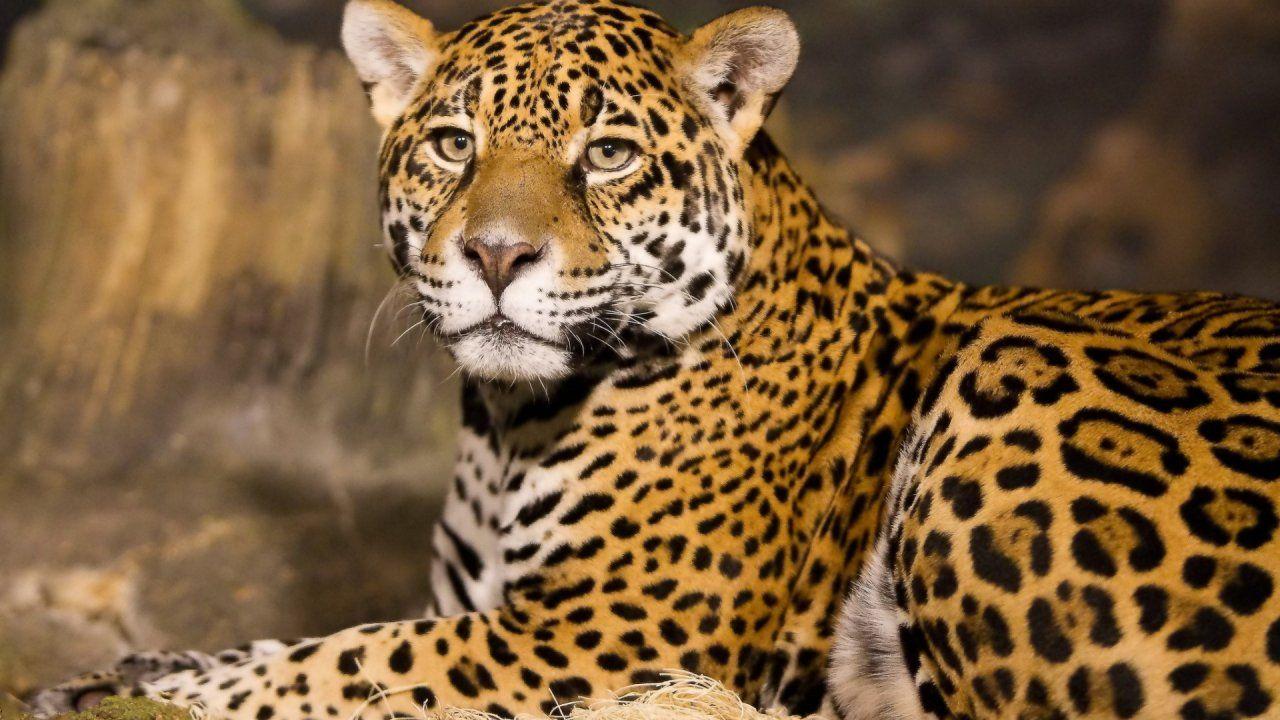 1280x720 Jaguar Leopard Cheetah Wallpaper HD Windows Wallpaper HD Download