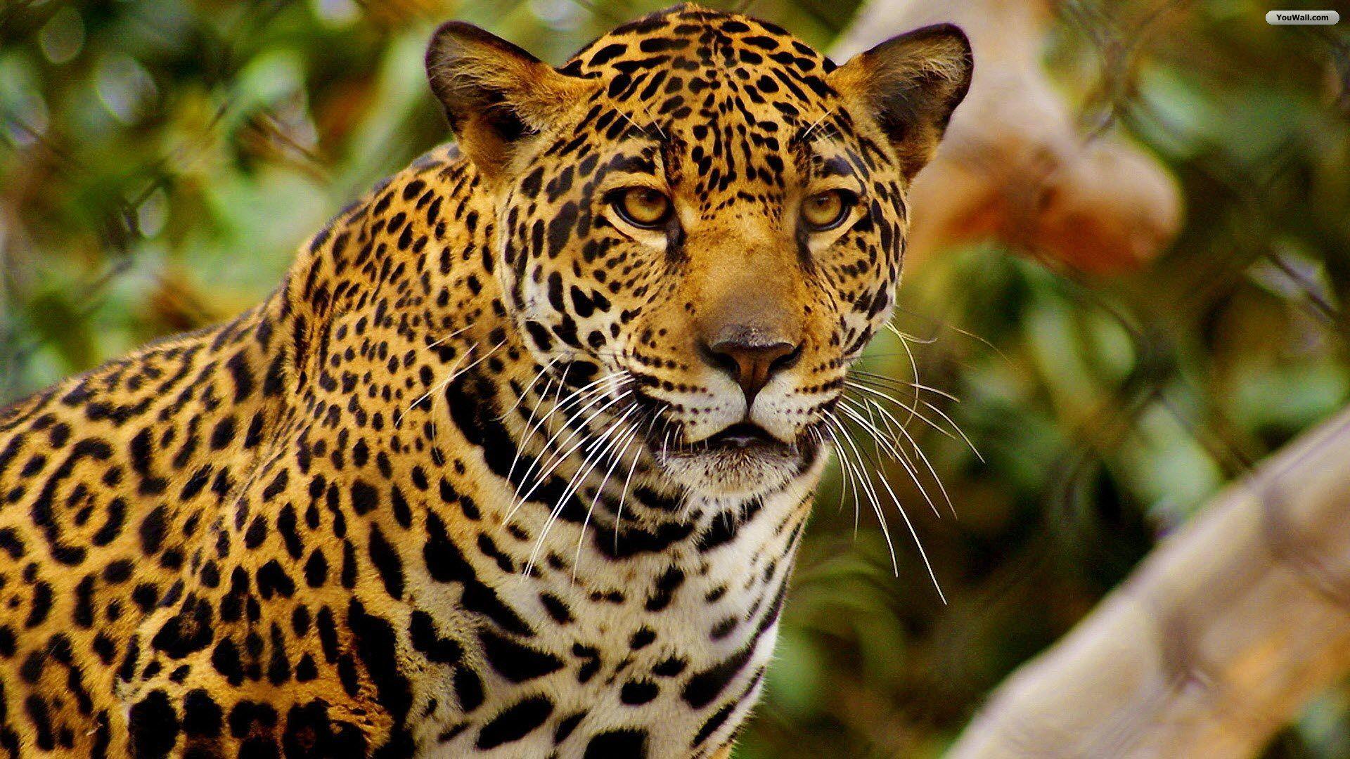 1920x1080 HD Jaguar Wallpaper and Photo. HD Animals Wallpaper
