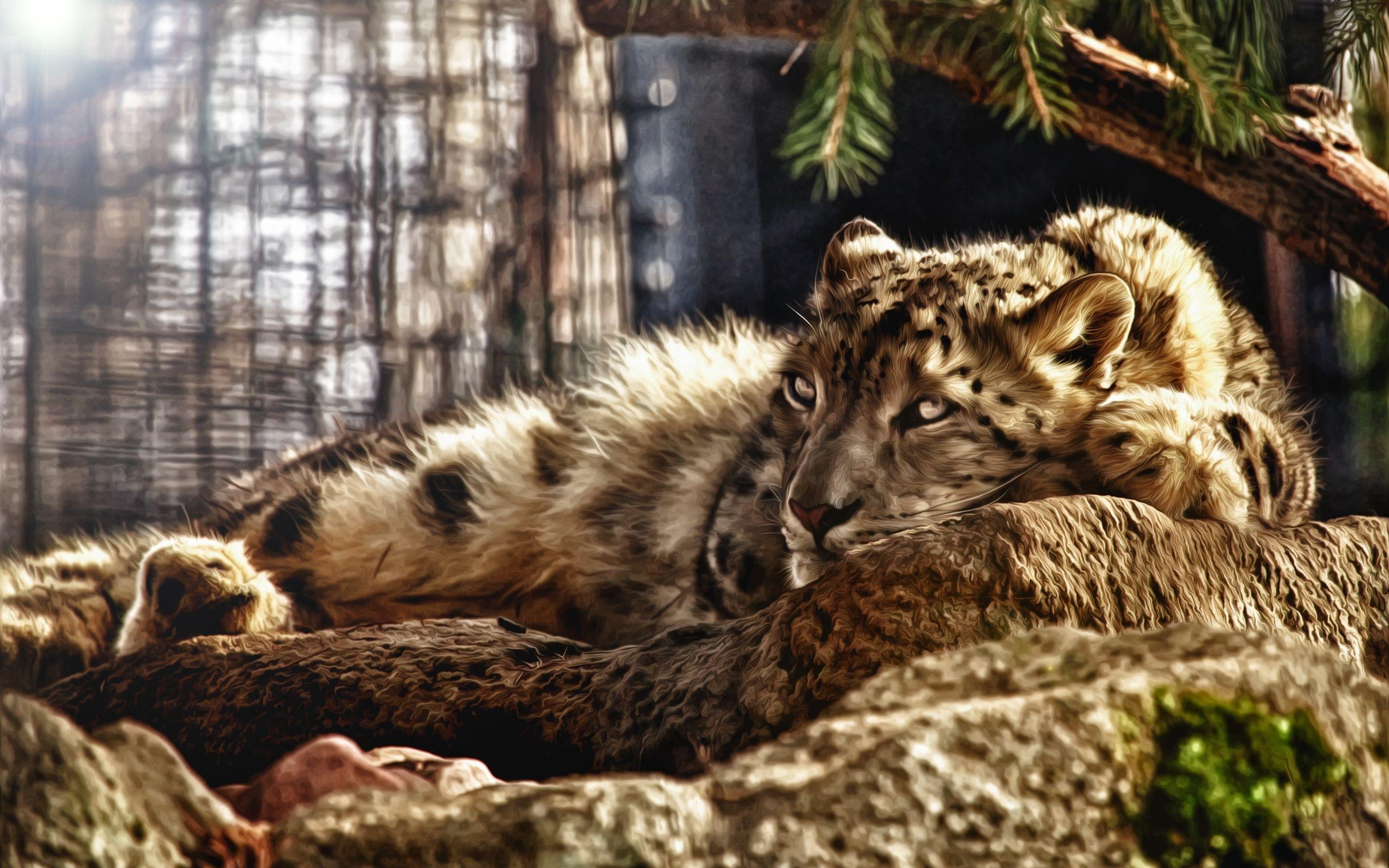 2560x1600 Jaguar HD Wallpaper