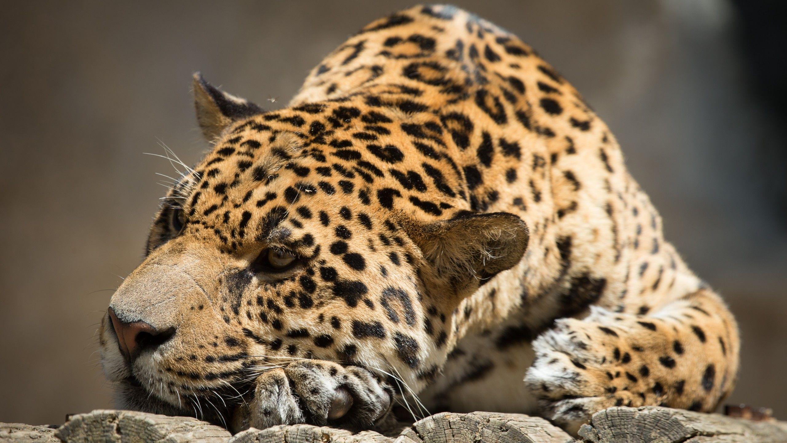 2560x1440 Wallpaper jaguar, look, cute animals, Animals