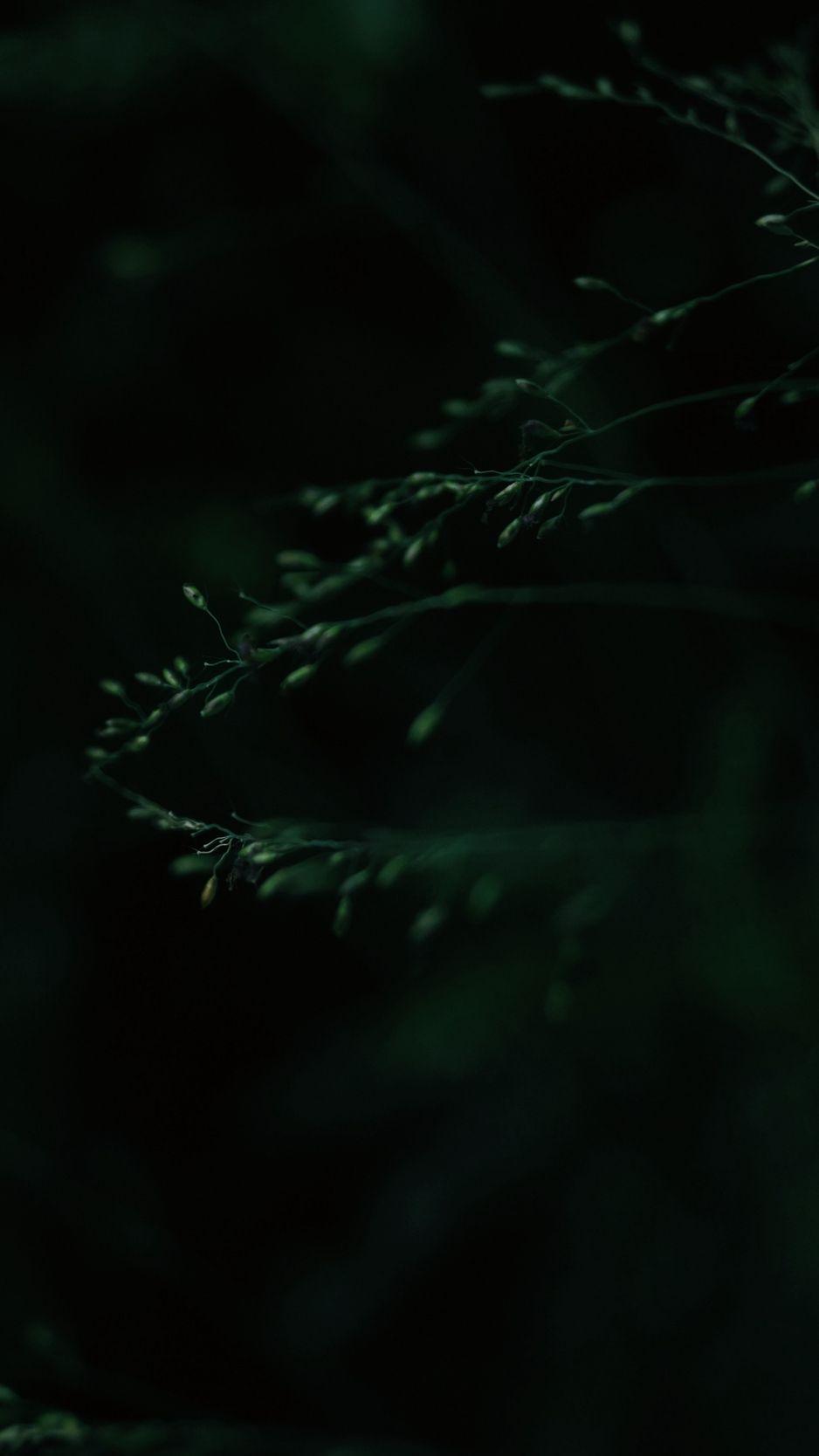 938x1668 Download wallpaper 938x1668 leaves, macro, dark, green, blur