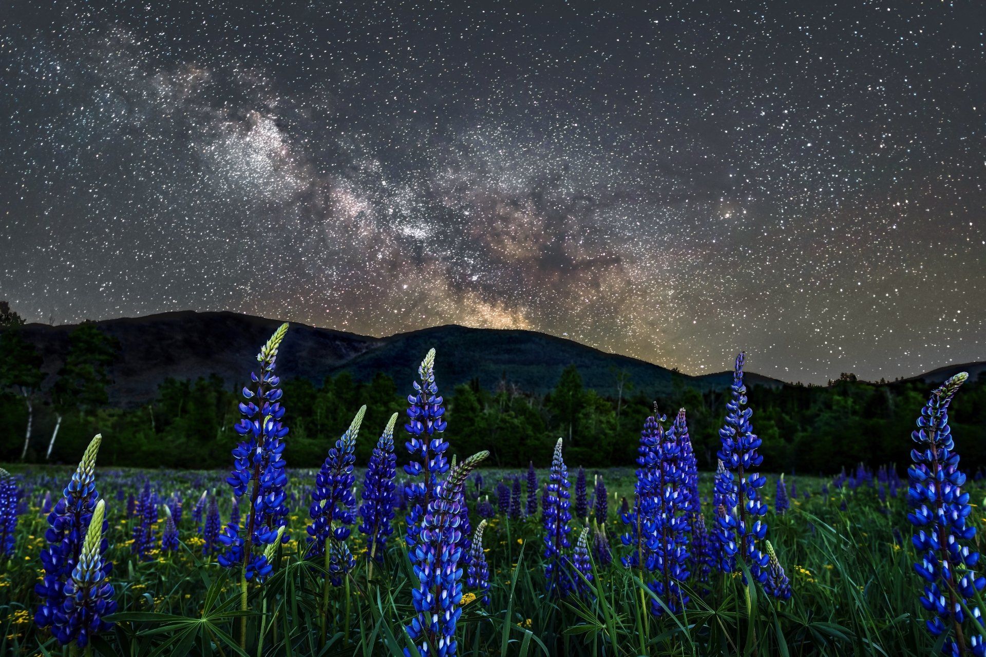 1920x1280 Milky Way Over Lupine Meadow & Mountains