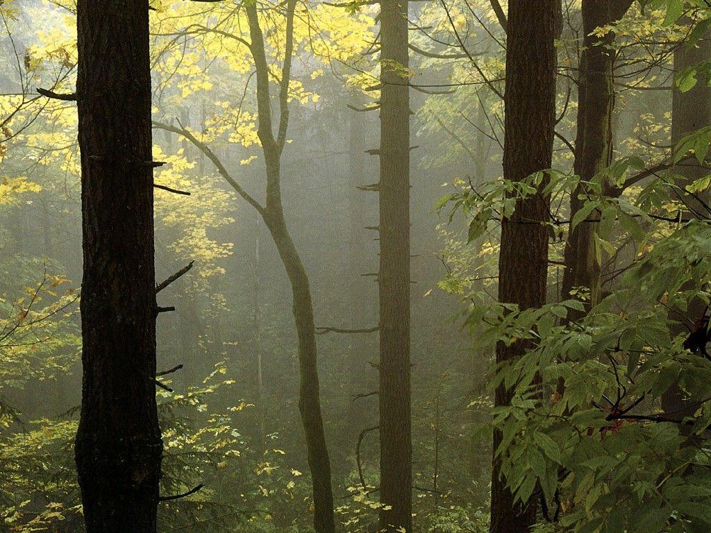 1024x768 XMWallpaper.com Wallpaper Other Landscape JLM Oregon Forest Fog