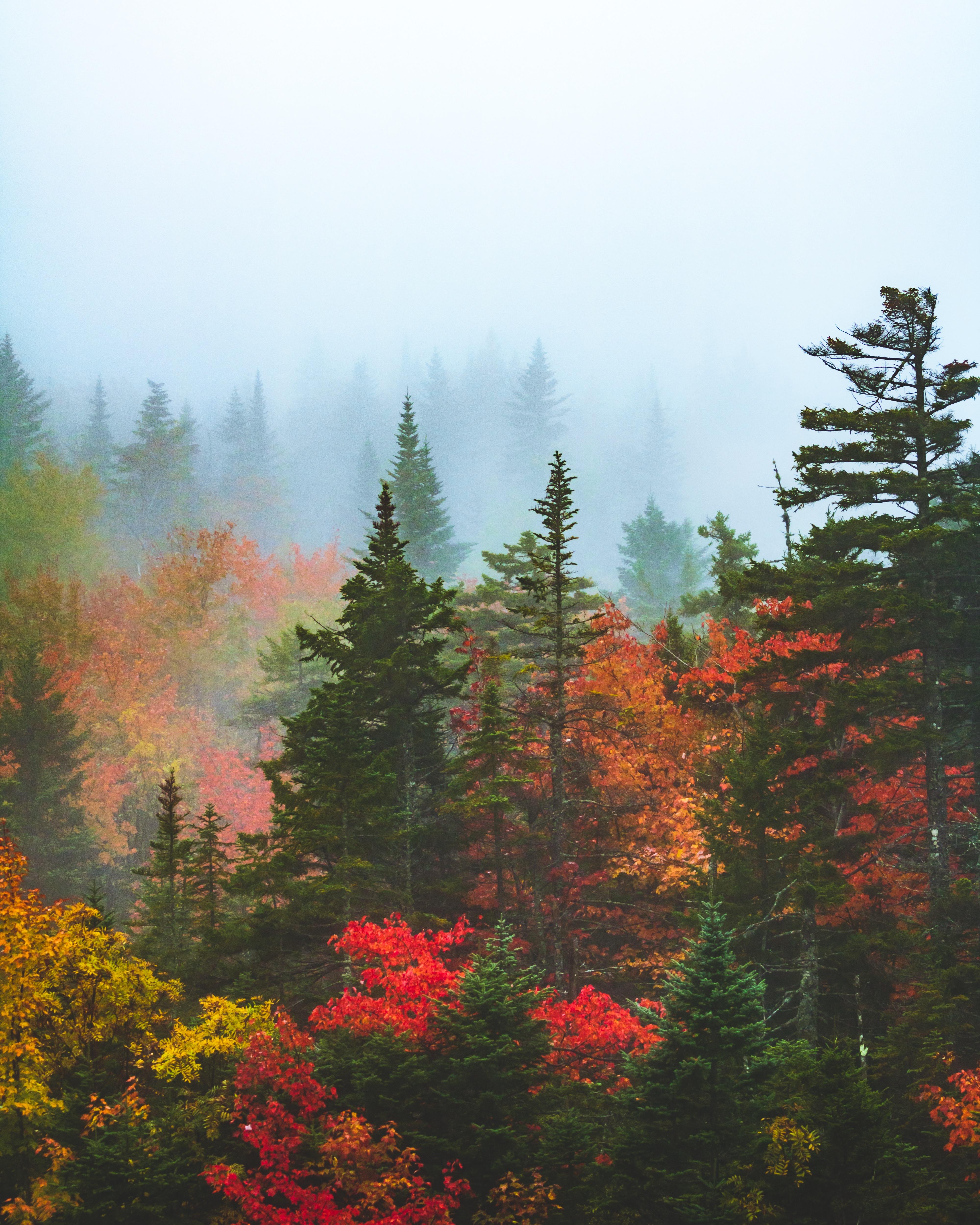 4000x5000 Misty fall foliage in the White Mountains of New Hampshire [OC][3276x4096]