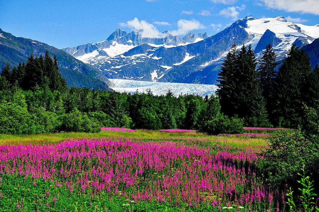 1280x850 Picture Alaska USA Nature Mountains Lupinus landscape photography