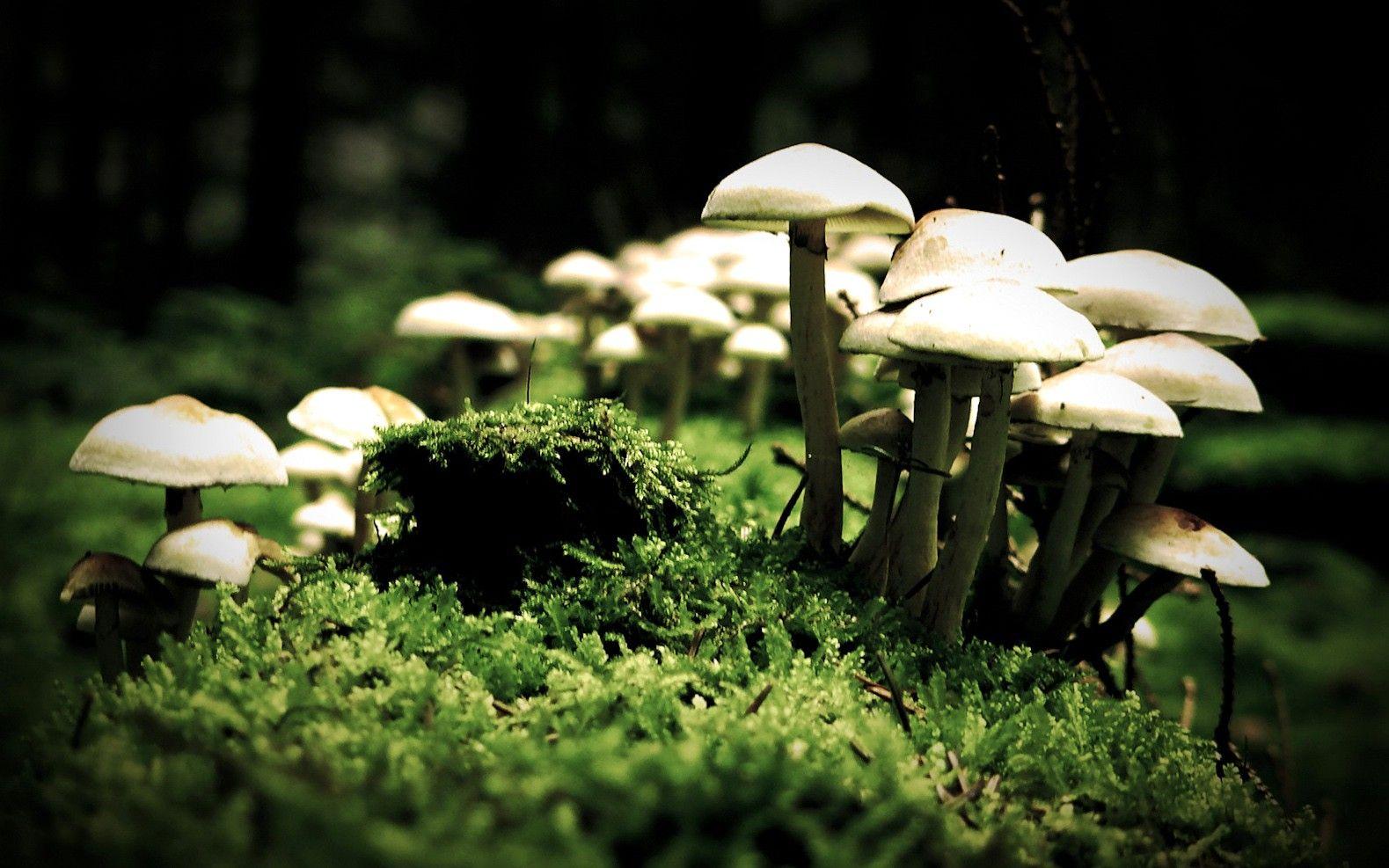 1579x987 Magic, Mushrooms, Cool Nature Wallpaper, Amazing Landscape