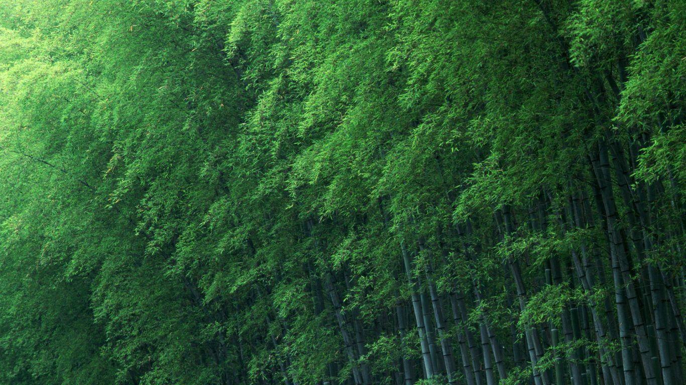 1366x768 Forest Pacific Northwest Forests Snow Mountains Collage Mist Trees