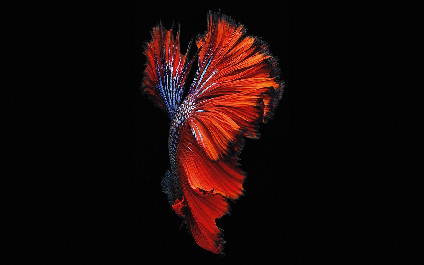 1440x900 Apple Ios9 Fish Live Background Dark Red