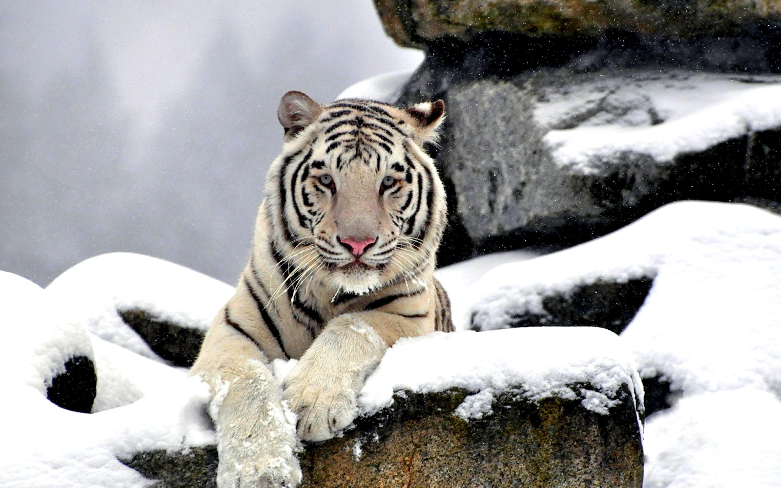 2560x1600 Graceful White Tiger HD desktop wallpaper : Widescreen : High