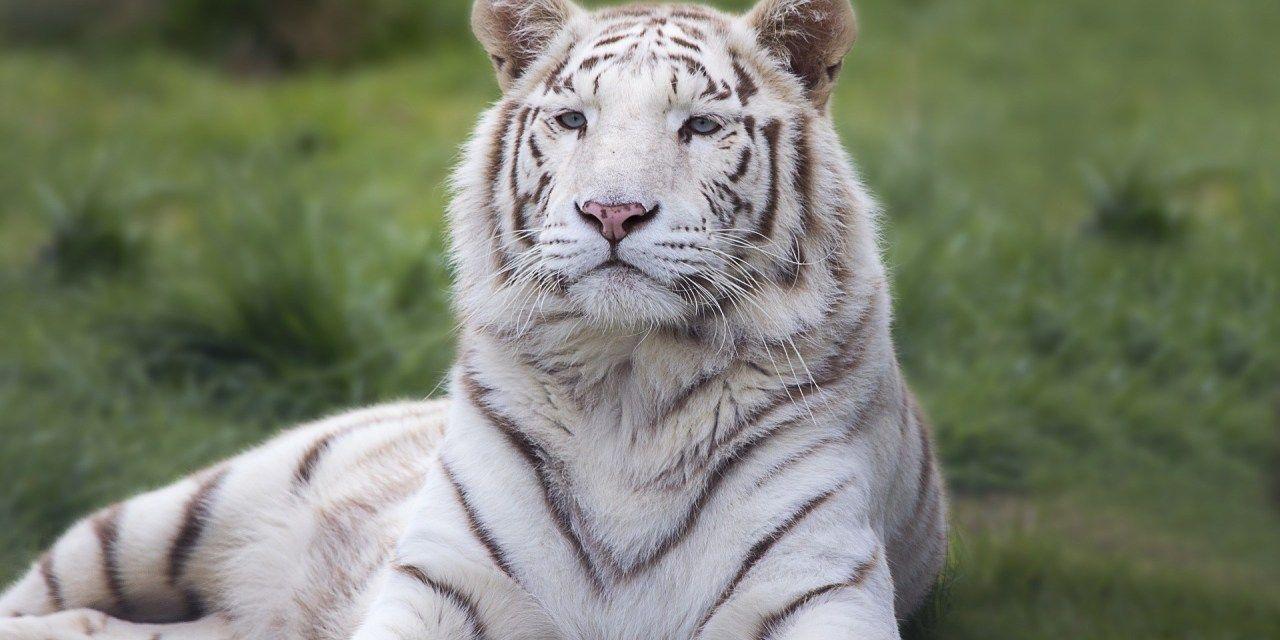 Cool White Tiger Wallpapers - Top Free Cool White Tiger Backgrounds ...