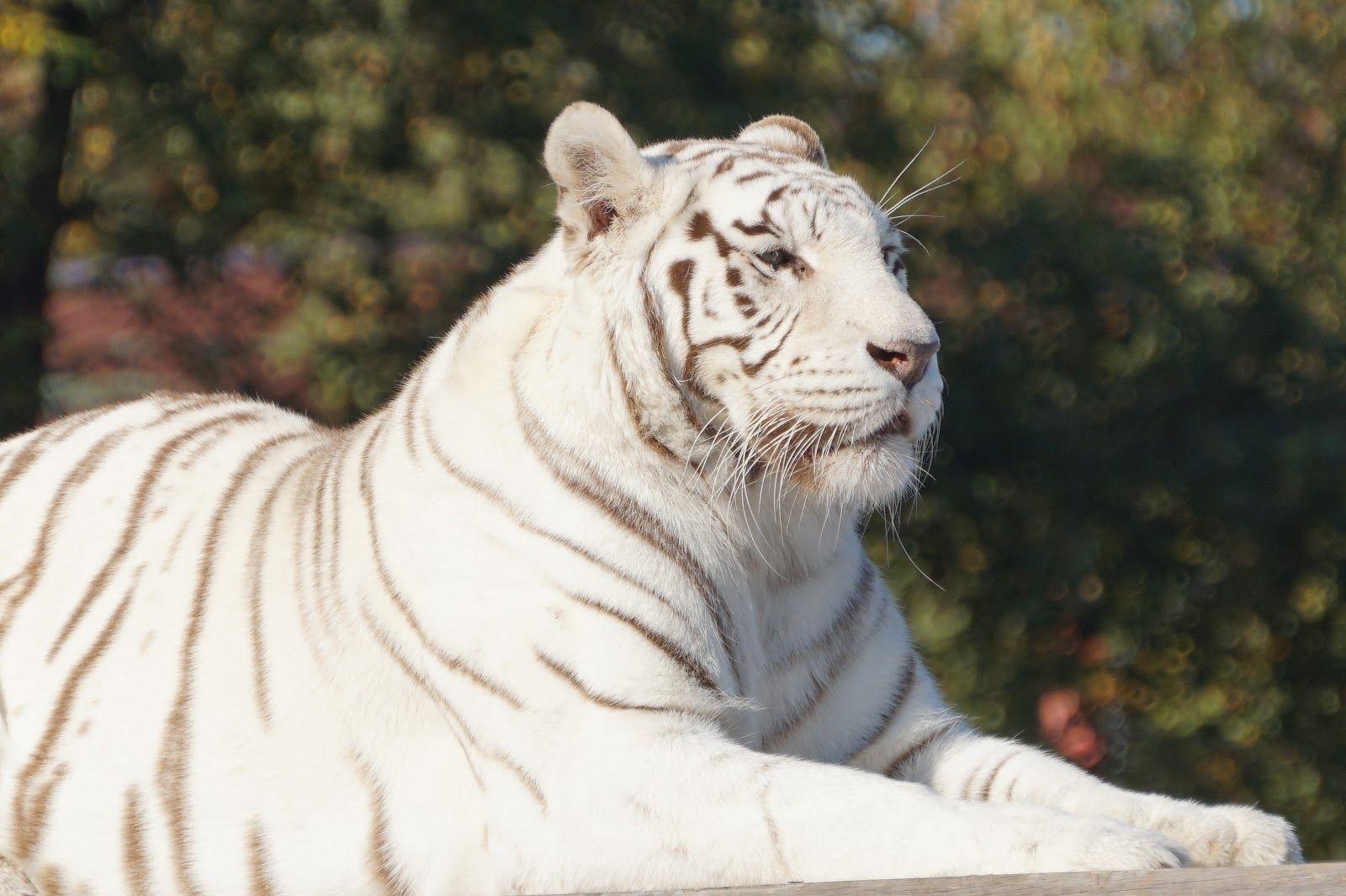 1600x1065 White Tiger Lies on Stone