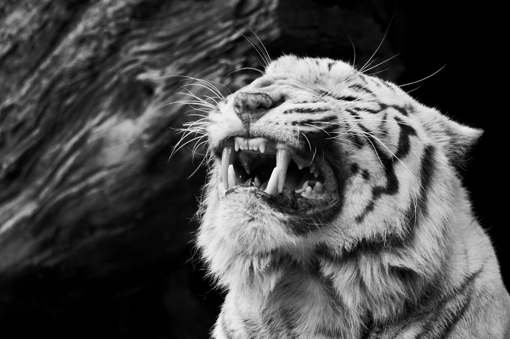 2048x1363 Black and White Tiger Wallpaper