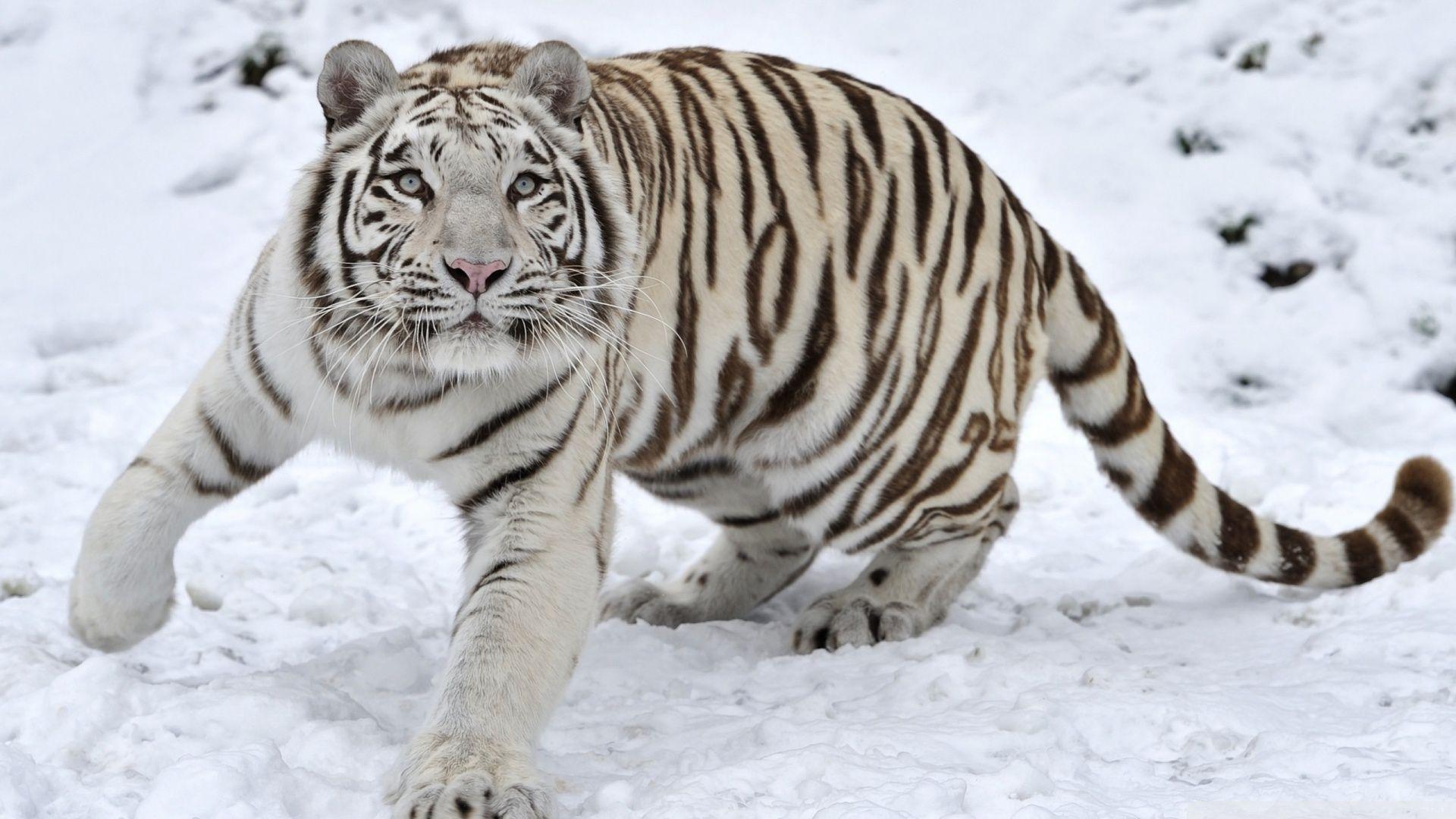 1920x1080 White Tiger HD Wallpaper