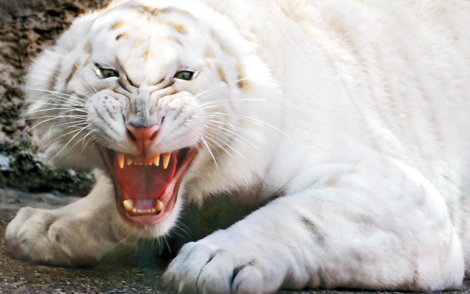 1920x1200 Angry white tiger desktop PC and Mac wallpaper