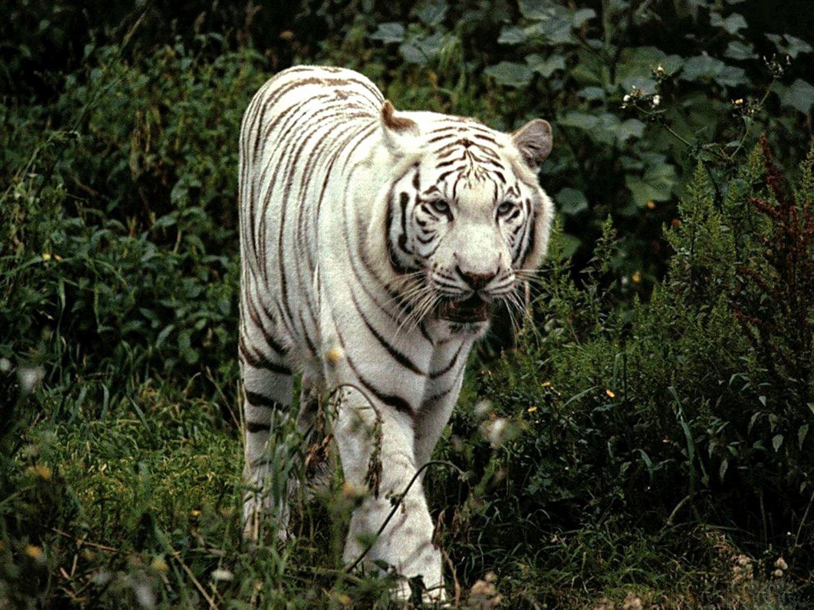 1600x1200 White Tiger Background Elegant Wallpaper White Tiger Desktop