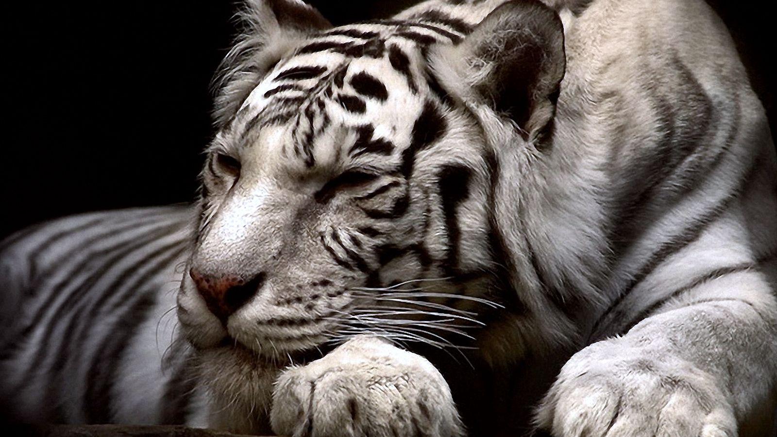 1600x900 White Tiger Wallpaper HD / Desktop and Mobile Background