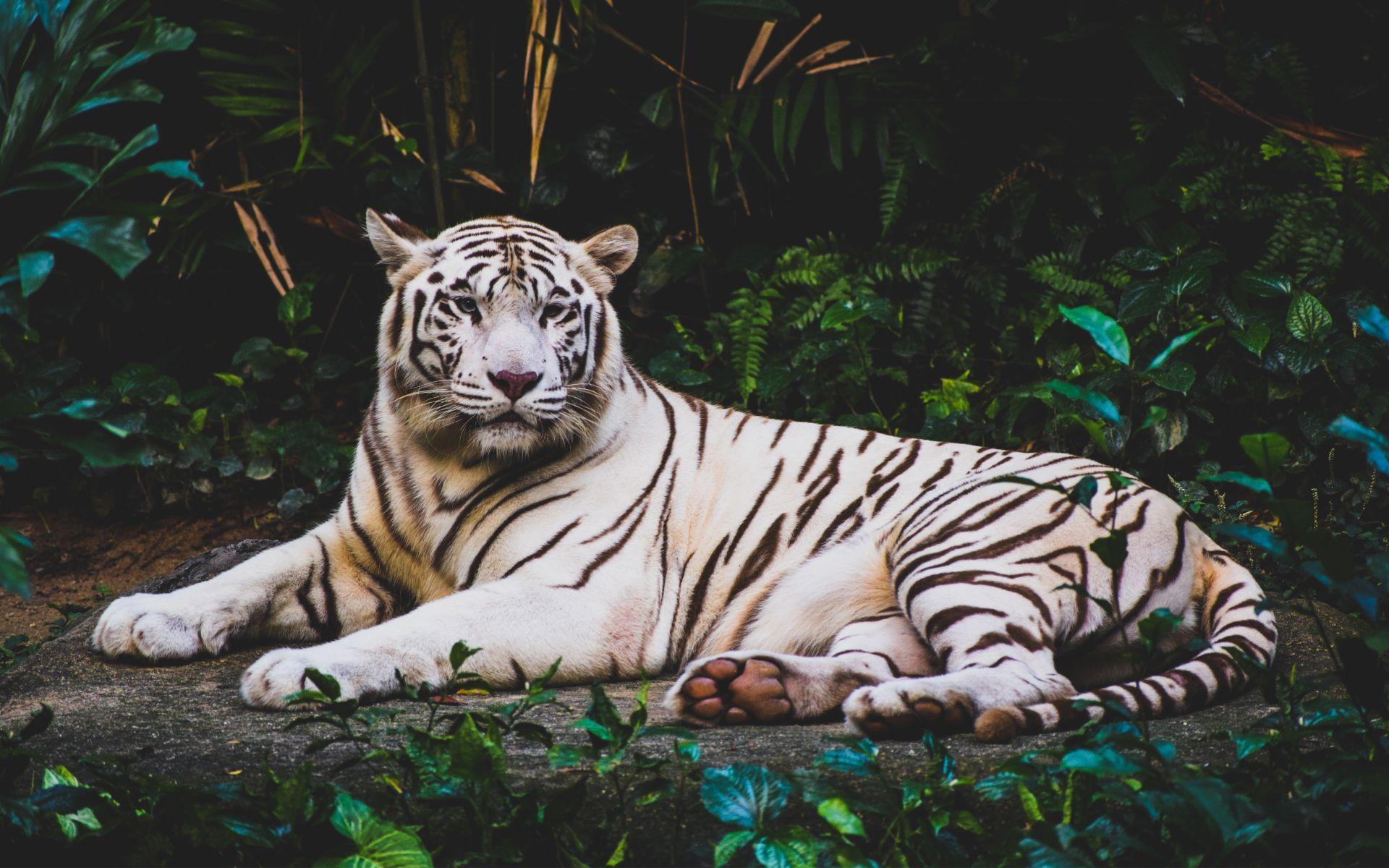 1920x1200 White Tiger Wallpaper