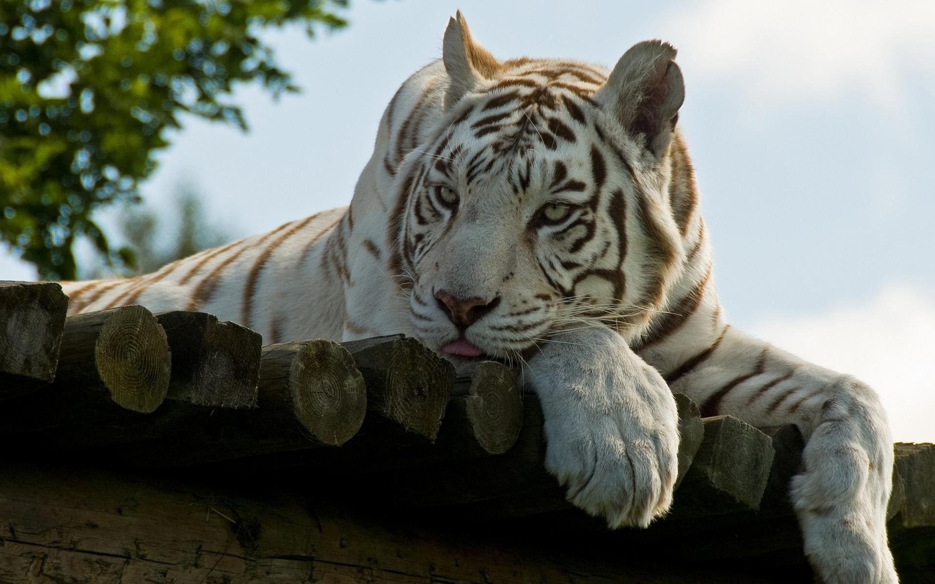 1920x1200 Handsome White Tiger Wallpaper HD / Desktop and Mobile Background